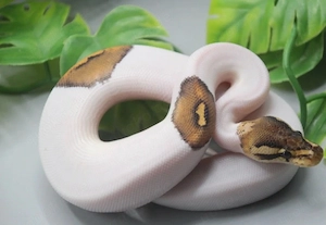 1.0 High Intensity Orange Dream Fire Black Pastel Piebald Königspython