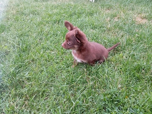 Chihuahua welpen