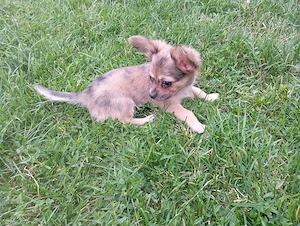 Chihuahua welpen