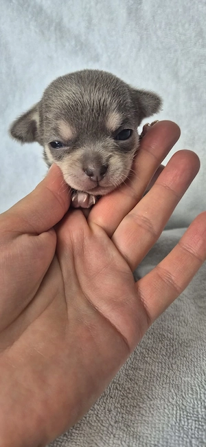 Chihuahua-Welpen suchen liebevolle Familien