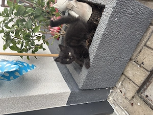 Kitten BLH Bkh Mischling