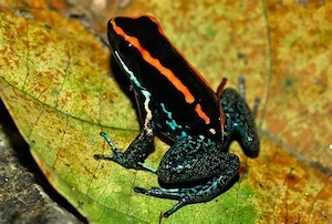 5 Stück Zuchtgruppe Phyllobates Vittatus 1.1.3 