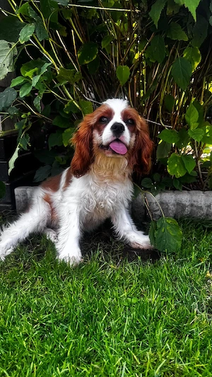 Cavalier king Charles Welpen suchen neues Haus  Bild 4