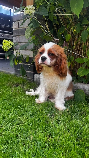 Cavalier king Charles Welpen suchen neues Haus 