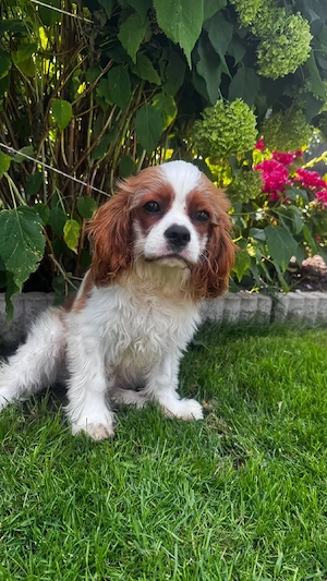 Cavalier king Charles Welpen suchen neues Haus  Bild 5