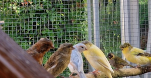 Kanarienvögel 