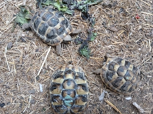 Bildschöne  griech. Landschildkröten 2 Jahre  Bild 2