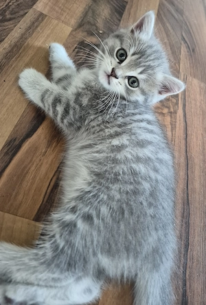 3 BKH Kater zu verkaufen