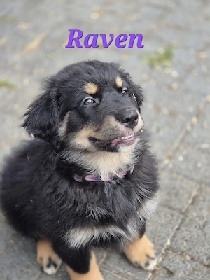 Golden Retriever - Australian Sheperd Welpen