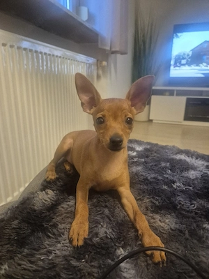 Zwergpinscher Weibchen