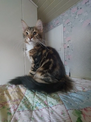 Main-coon kitten  2  (kater ) 