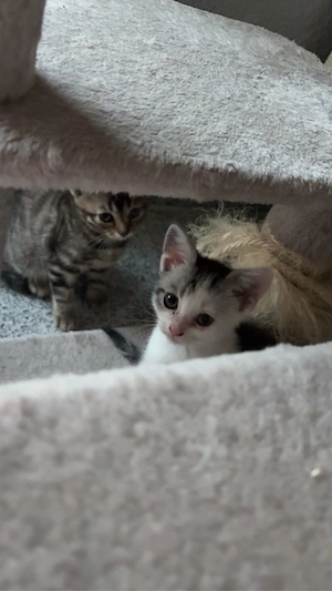 Katzen babys 