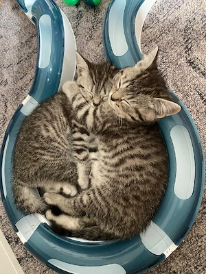 Bkh - Kitten 