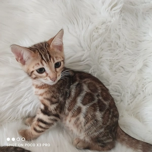 Wunderschöne Bengal Kitten mit Stammbaum. Abgabebereit. Bild 6