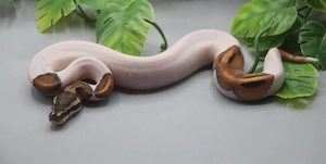  1.0 High Intensity Orange Dream Black Pastel Piebald ENZ 2026 Königspython 