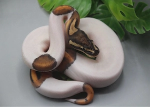  1.0 High Intensity Orange Dream Black Pastel Piebald ENZ 2026 Königspython 