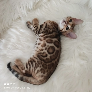 Wunderschöne Bengal Kitten mit Stammbaum. Abgabebereit. Bild 4