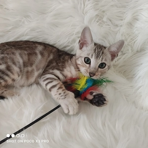 Wunderschöne Bengal Kitten mit Stammbaum. Abgabebereit. Bild 3
