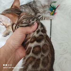 Wunderschöne Bengal Kitten mit Stammbaum. Abgabebereit. Bild 8