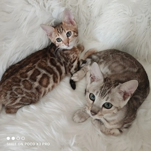 Wunderschöne Bengal Kitten mit Stammbaum. Abgabebereit. Bild 5