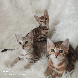 Wunderschöne Bengal Kitten mit Stammbaum. Abgabebereit. Bild 7