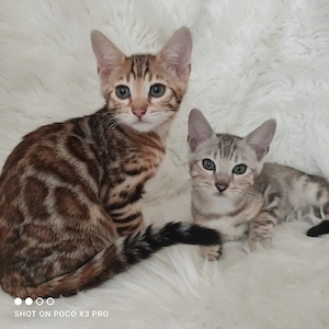Wunderschöne Bengal Kitten mit Stammbaum. Abgabebereit.
