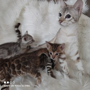 Wunderschöne Bengal Kitten mit Stammbaum. Abgabebereit.