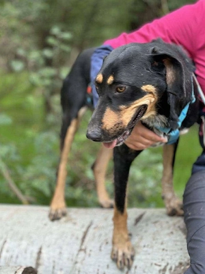 Bibbi sucht ein neues Zuhause