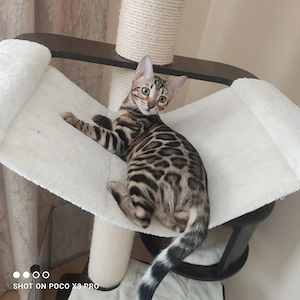 Wunderschönes Bengal Mädchen mit Stammbaum. Abgabebereit!