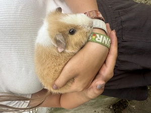 Meerschweinchen 