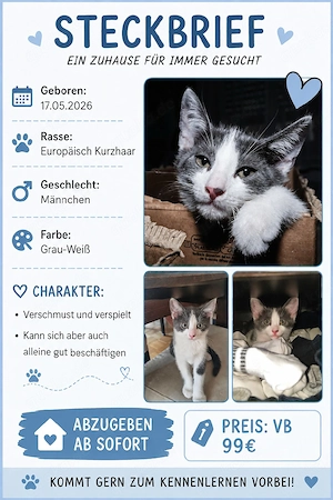  Patch    - weiß-grauer Kater sucht liebevolles Zuhause 