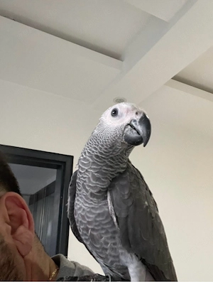 Kongo-Graupapagei (Psittacus erithacus erithacus)