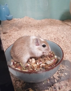 Rennmausdame Keks sucht ein neues Zuhause