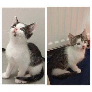 2 Katzenkitten suchen tolles zu Hause 