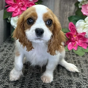 Darf ich vorstellen: Imani, mein 19 Wochen alter Cavalier King Charles Spaniel-Rüde mit einem wunder