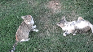 Katzenbabys suchen liebevolles Zuhause 