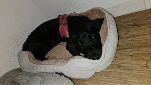 süße Fellnase sucht ein neues zuhause  Bild 3
