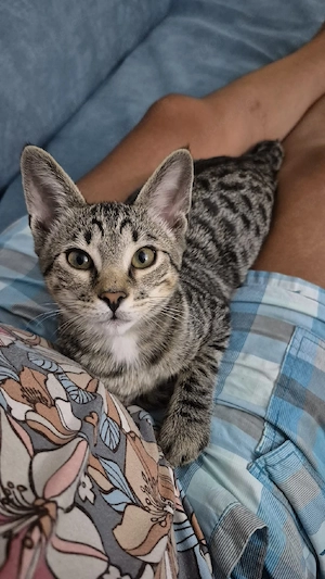 Wunderschöner verschmuster Bengal-Siam Mix 