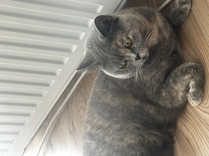 BKH Katze sucht neue Zuhause 