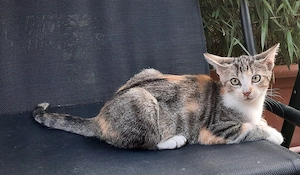 Katzenbabys suchen liebevolles Zuhause 