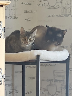 Kitten in 8 - 12 Wochen abzugeben