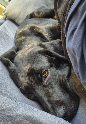 Labrador mix sucht neues Zuhause
