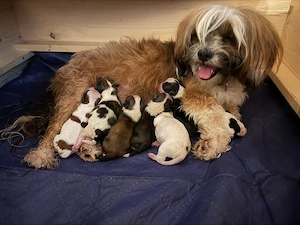 Shih Tzu Welpen 