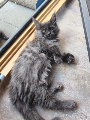 Maine Coon Blue Smoke 