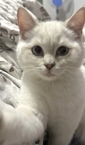 Süße BHK Mädchen Katze 