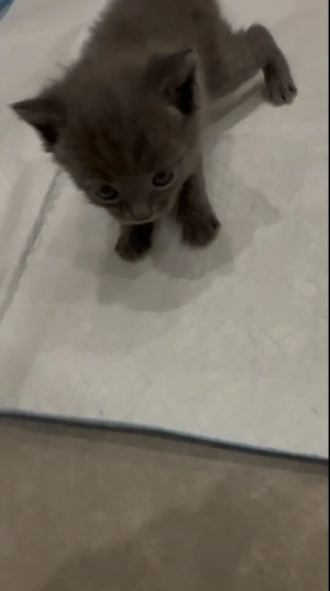 BKH Mix Babys | Kitten | ab September 