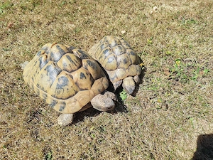 Griechische Landschilkröten  4 Tiere