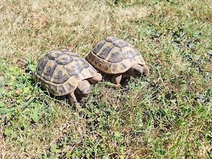Griechische Landschilkröten  4 Tiere Bild 2