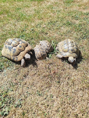 Griechische Landschilkröten  4 Tiere Bild 5
