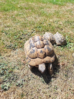 Griechische Landschilkröten  4 Tiere Bild 4